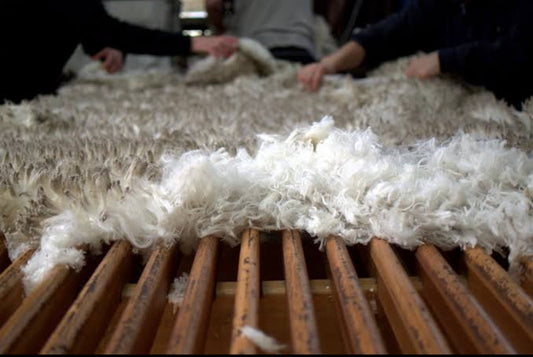 Woolgrowers & Wool Producers : Backbone of the Australian Wool Industry