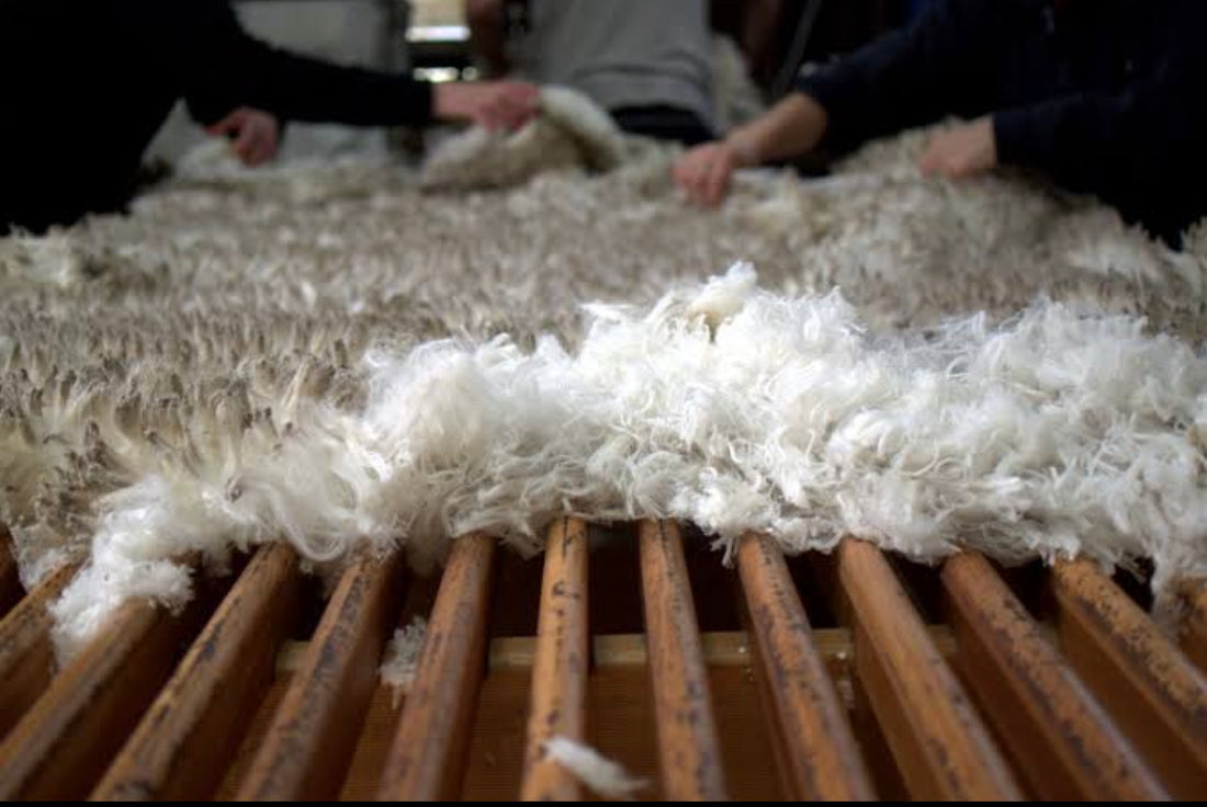 Woolgrowers & Wool Producers : Backbone of the Australian Wool Industr –  MONTLINO CLOTH
